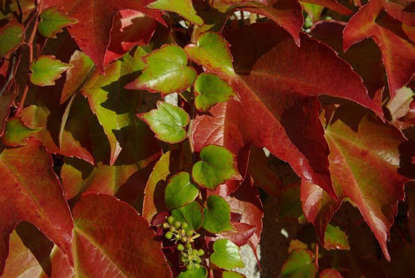 parthenocissus_tricuspidata_-_Vilmorin_-_Boston_ivy