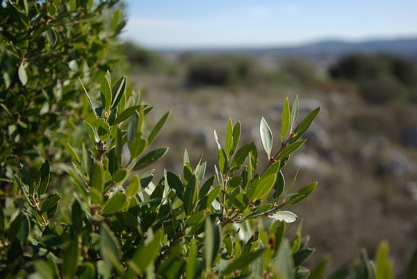 phillyrea_angustifolia_-_Vilmorin_-_Mock_privet