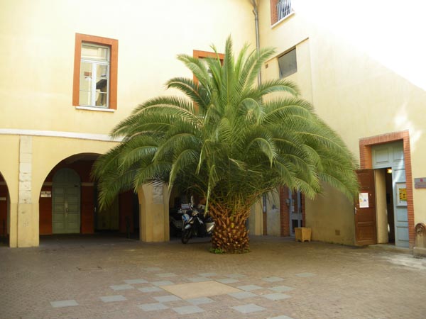 phoenix_canariensis_-_Vilmorin_-_Canary_island_date_palm