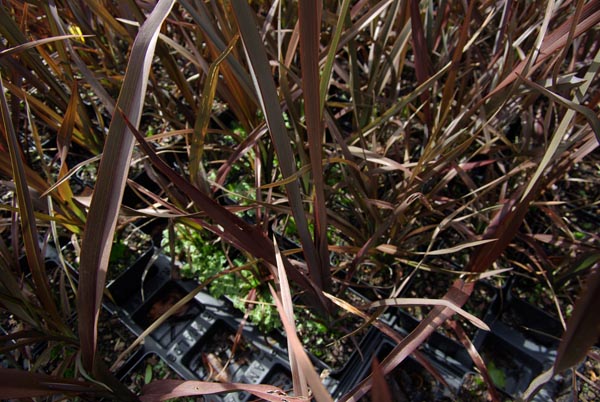 phormium_tenax_-_Vilmorin_-_New_Zealand_flax