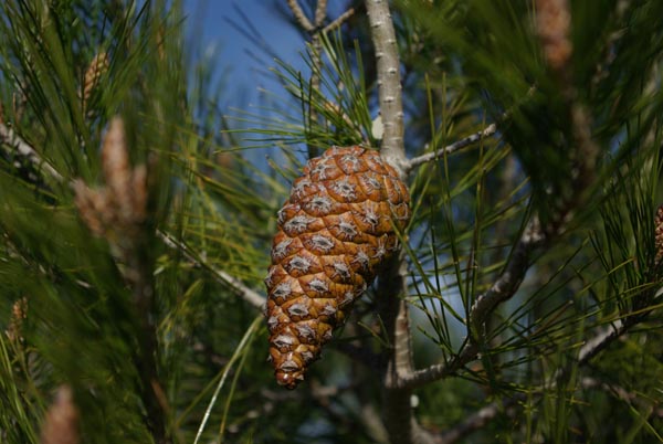 pinus_halepensis_-_Vilmorin_-_Aleppo_pine