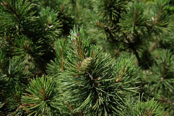 pinus_mugo_-_Vilmorin_-_Dwarf_mountain_pine