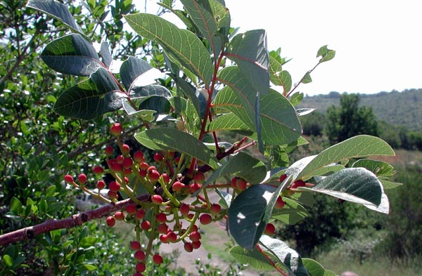 pistacia_terebinthus_-_Vilmorin_-_Chian_turpentine_tree