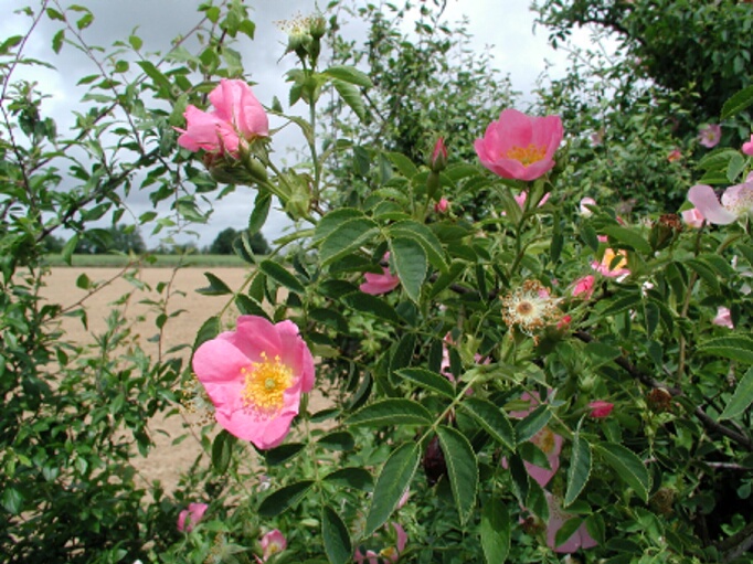 plantes de haie