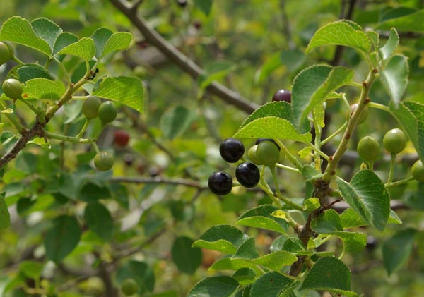 prunus_mahaleb_-_Vilmorin_-_St. Lucie_cherry