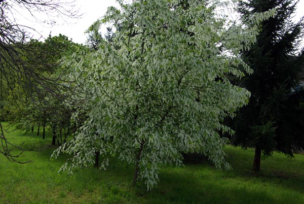 prunus_padus_-_Vilmorin_-_Bird_cherry