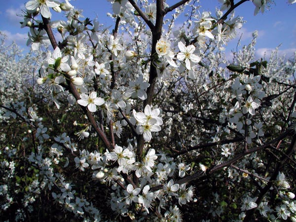 prunus_spinosa_-_Vilmorin_-_blackthorn