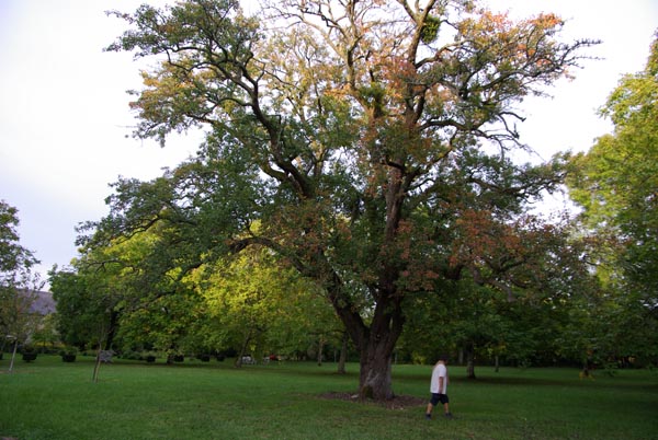 pyrus_communis_-_Vilmorin_-_Common_pear