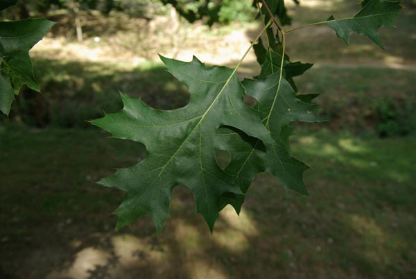 quercus_coccinea_-_Vilmorin_-_Scarlett_oak