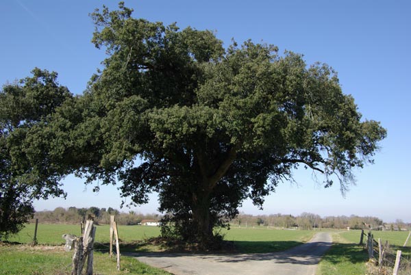 quercus_ilex_-_Vilmorin_-_Evergreen_oak