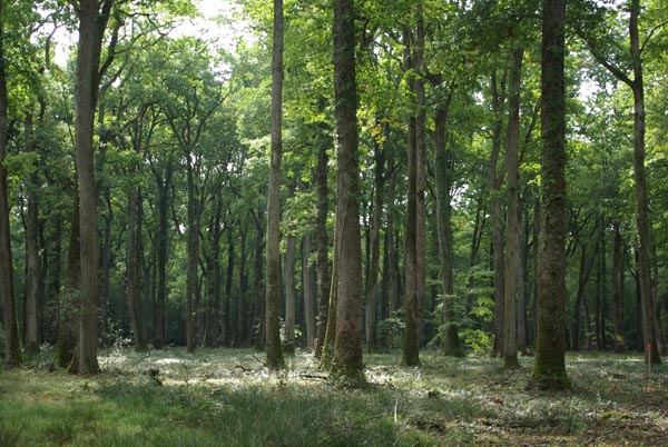 quercus_petraea_-_Vilmorin_-_Sessile_oak