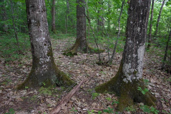 quercus_rubra_-_Vilmorin_-_Red_oak