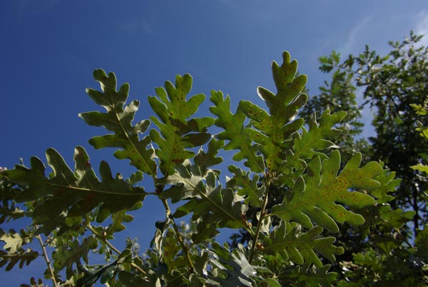 quercus_toza_-_Vilmorin_-_Pyrenean_oak