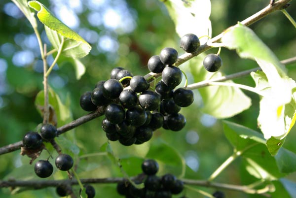 rhamnus_cathartica_-_Vilmorin_-_Buckthorn