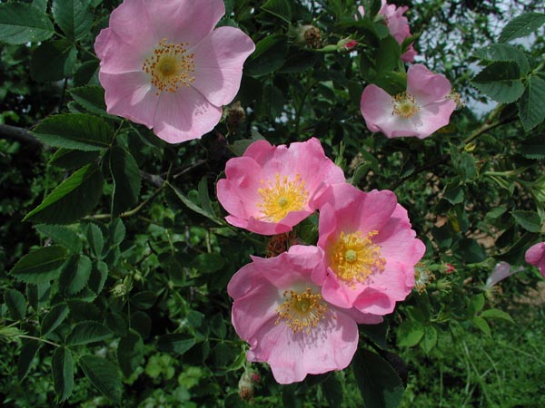 rosa_canina_-_Vilmorin_-_Dog_rose