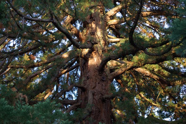 sequoiadendron_giganteum_-_Vilmorin_-_Wellingtonia