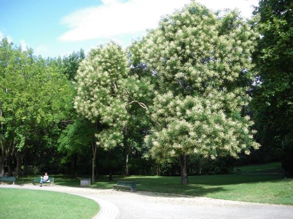 sophora_japonica_-_Vilmorin_-_Japanese_pagoda_tree