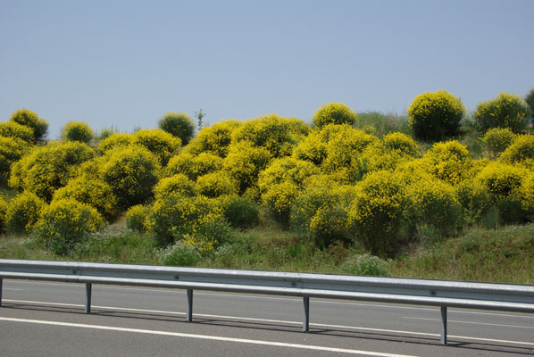 spartium_junceum_-_Vilmorin_-_Spanish_broom