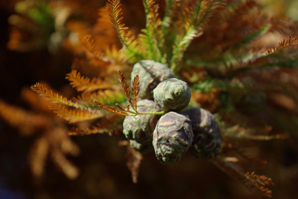 taxodium_distichum_-_Vilmorin_-_Swamp_cypress