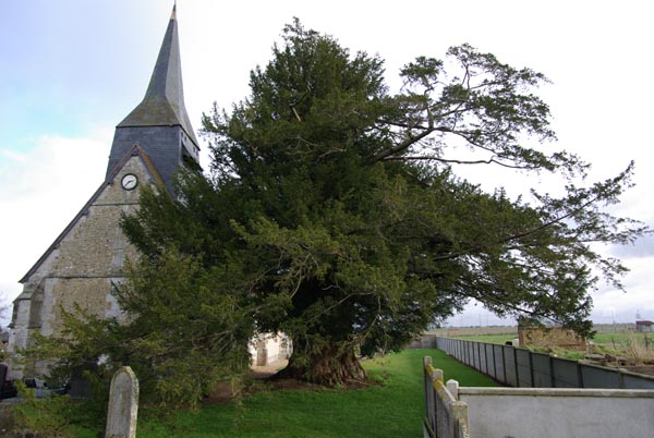 taxus_baccata_-_Vilmorin_-_Common_yew