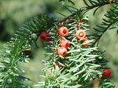 Taxus baccata fruits