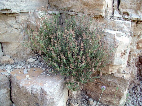 thymus_vulgaris_-_Vilmorin_-_Common_thyme