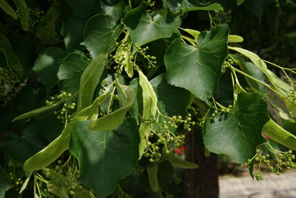 tilia_cordata_-_Vilmorin_-_Small-leaved_lime