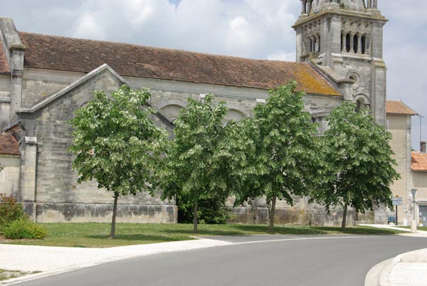 tilia_tomentosa_-_Vilmorin_-_Silver_lime