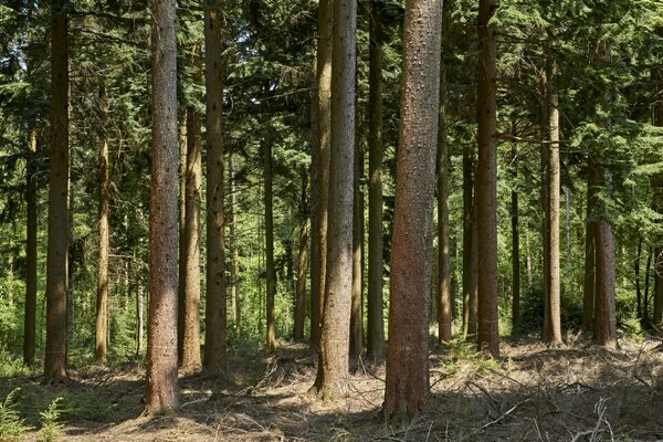 Tsuga_heterophylla_Western_Hemlock