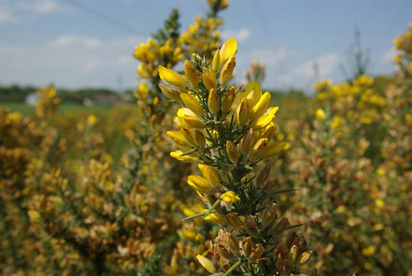 ulex_europaeus_-_Vilmorin_-_Common_gorse